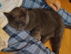 Found/Stray Female Cat last seen Silver Sands, Minor Road, East Haven, CT 06512