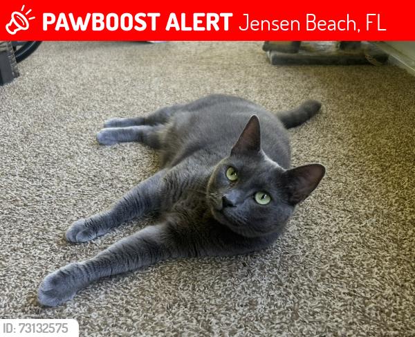 Lost Female Cat last seen Jensen Beach Blvd., Jensen Beach, FL 34957