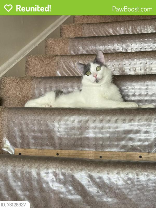 Reunited Male Cat last seen Abbeyville Rd, Lancaster, PA 17603, USA, Lancaster, PA 17603