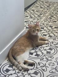 Found/Stray Male Cat last seen Green Grocer, Williams Bay, WI 53191