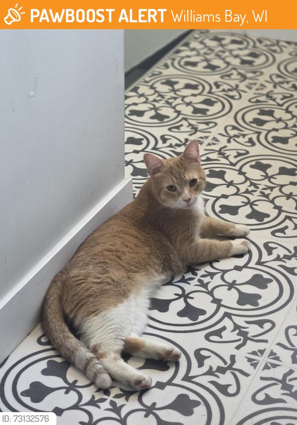 Found/Stray Male Cat last seen Green Grocer, Williams Bay, WI 53191
