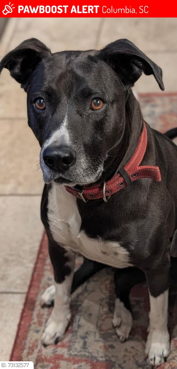 Lost Female Dog last seen Gilbert St,, Earlewood neighborhood, Columbia, SC 29201