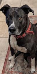 Lost Female Dog last seen Gilbert St,, Earlewood neighborhood, Columbia, SC 29201