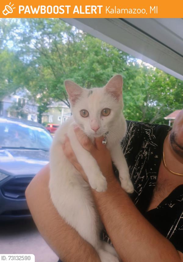 Found/Stray Female Cat last seen Clinton and Reed, Kalamazoo, MI 49001