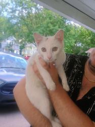 Found/Stray Female Cat last seen Clinton and Reed, Kalamazoo, MI 49001