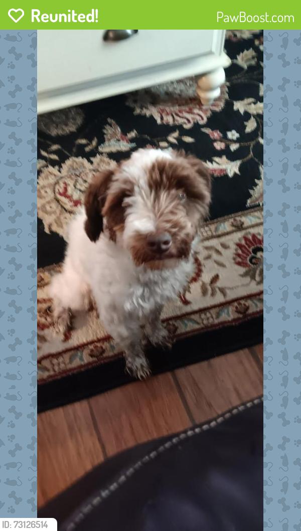 Reunited Female Dog last seen Posey road, San Marcos, TX 78666