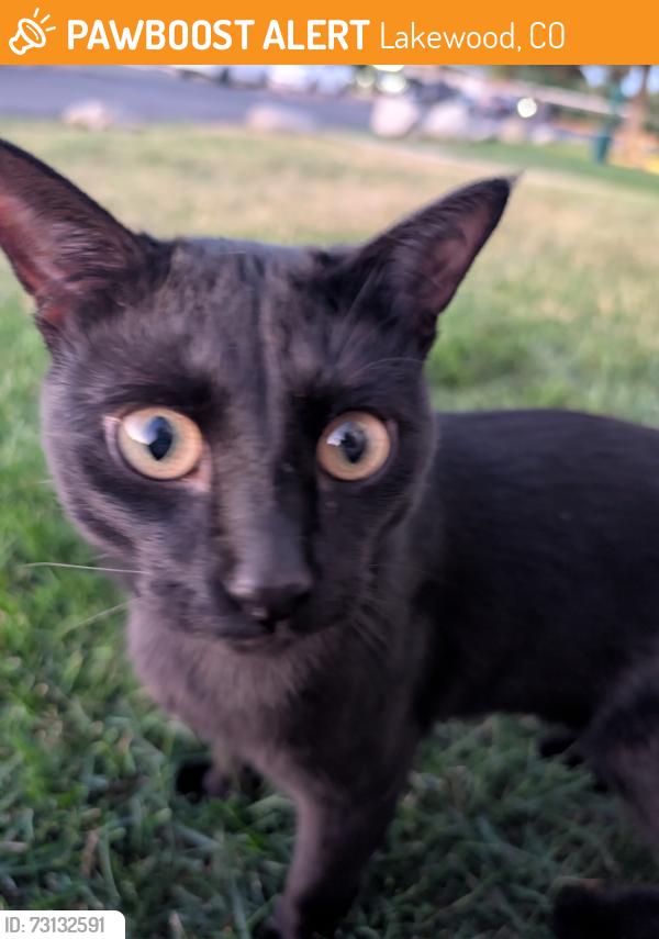 Found/Stray Male Cat last seen Belmar Villa apmts, Lakewood, CO 80226