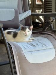 Reunited Male Cat last seen Abbeyville Rd, Lancaster, PA 17603, USA, Lancaster, PA 17603