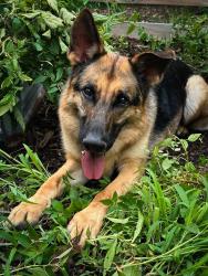 Reunited Male Dog last seen Stuart Ave, Richmond, VA 23226