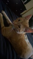Reunited Male Cat last seen Norman street NEAR VERNA, Gosnells, WA 6110