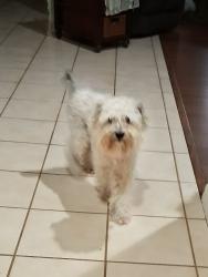 Reunited Male Dog last seen Sandpiper Drive and Sterling Oaks, Casselberry, FL 32707