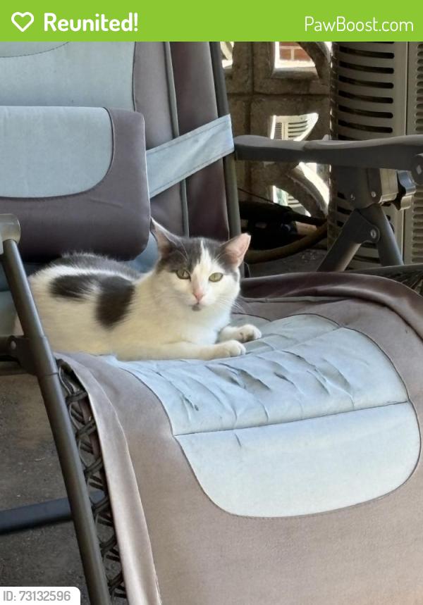 Reunited Male Cat last seen Abbeyville Rd, Lancaster, PA 17603, USA, Lancaster, PA 17603