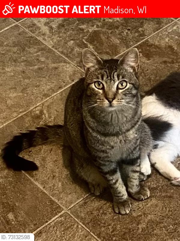 Lost Male Cat last seen N. sherman Ave and Fordem, Madison, WI 53704