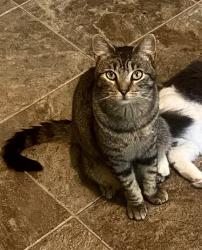 Lost Male Cat last seen N. sherman Ave and Fordem, Madison, WI 53704