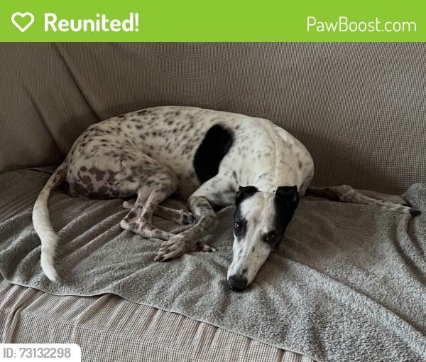 Reunited Female Dog last seen Windfield Rd and Shelburne Rd, nearest landmark New Spring Church Greenville, Greenville, SC 29607
