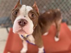 Shelter Stray Female Dog last seen CHARLOTTE, 8315 Byrum Dr, Charlotte, NC 28217, USA