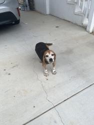 Found/Stray Female Dog last seen Wildflower Rd & Hollins Rd, Blythewood, SC 29016