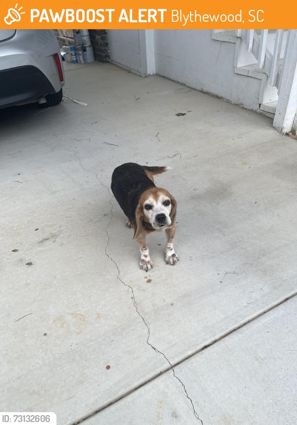 Found/Stray Female Dog last seen Wildflower Rd & Hollins Rd, Blythewood, SC 29016