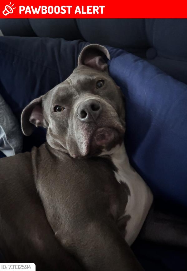 Lost Male Dog last seen Golf course rd & Old Bridge & Sunset & Rt 50, West Ocean City, MD 21842