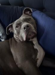 Lost Male Dog last seen Golf course rd & Old Bridge & Sunset & Rt 50, West Ocean City, MD 21842