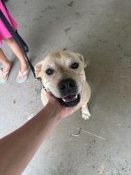 Found/Stray Female Dog last seen Carl baker Rd, Starr, SC 29684