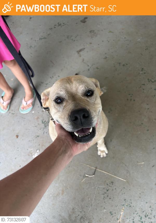 Found/Stray Female Dog last seen Carl baker Rd, Starr, SC 29684