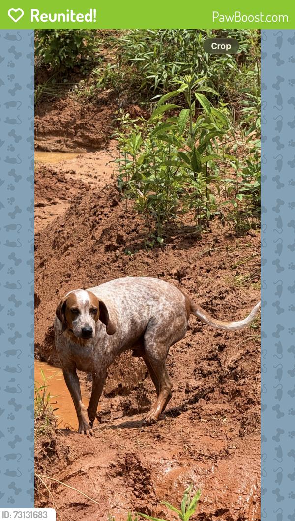 Reunited Male Dog last seen SW 80th Avenue, Trenton, FL 32693
