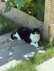 Reunited Female Cat last seen Near Sylvan Ln, Old Greenwich, CT 06870, USA, Greenwich, CT 06870
