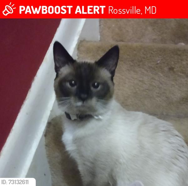 Lost Male Cat last seen Beowulf circle, Rossville, MD 21237