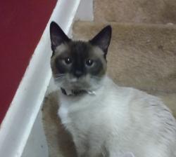 Lost Male Cat last seen Beowulf circle, Rossville, MD 21237