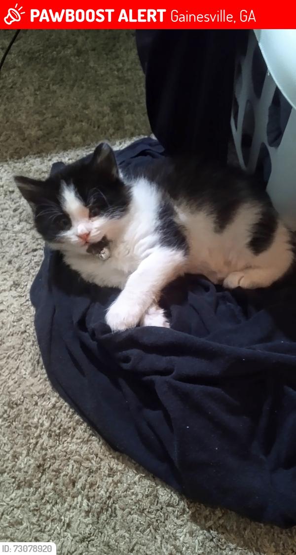 Lost Female Cat last seen White Sulpher Rd Allora apmts, Gainesville, GA 30501