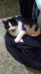 Lost Female Cat last seen White Sulpher Rd Allora apmts, Gainesville, GA 30501