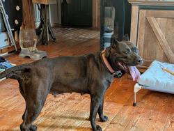 Found/Stray Female Dog last seen 205th st South and Champ Johnson rd, Bixby, OK 74008