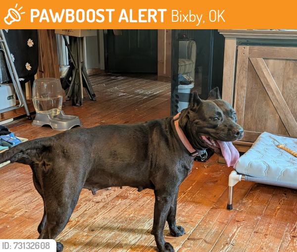 Found/Stray Female Dog last seen 205th st South and Champ Johnson rd, Bixby, OK 74008