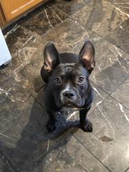 Found/Stray Female Dog last seen Alvernon amd Drexel, Tucson, AZ 85706
