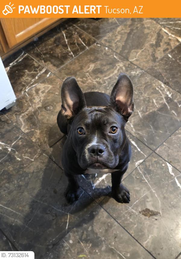 Found/Stray Female Dog last seen Alvernon amd Drexel, Tucson, AZ 85706