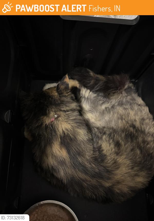 Found/Stray Female Cat last seen Brightwater Drive and Youngwood Ln, Fishers, IN 46038