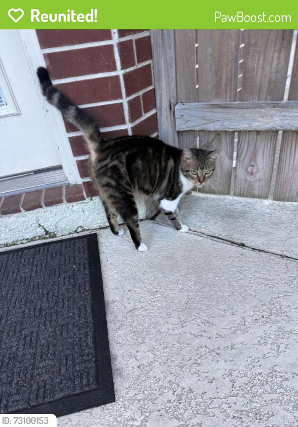 Reunited Female Cat last seen Barrington Pointe Drive and Amber Shores, League City, TX 77573