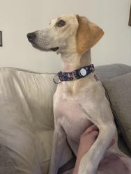Reunited Female Dog last seen Station Camp Greenway, Hendersonville, TN 37075