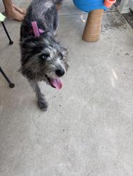 Reunited Unknown Dog last seen E Hayes road, Eagleville, PA 19403