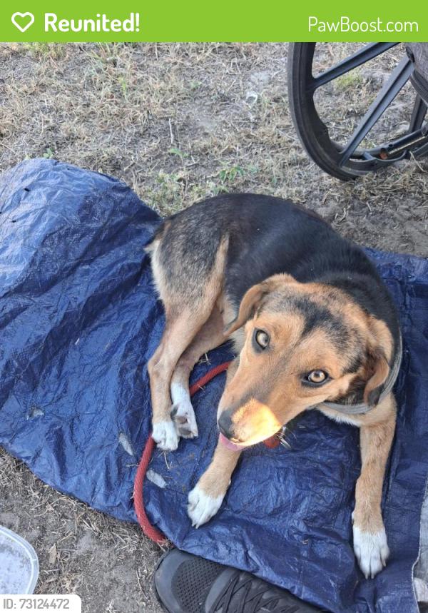 Reunited Female Dog last seen Dollar tree center point drive north charleston sc, North Charleston, SC 29406
