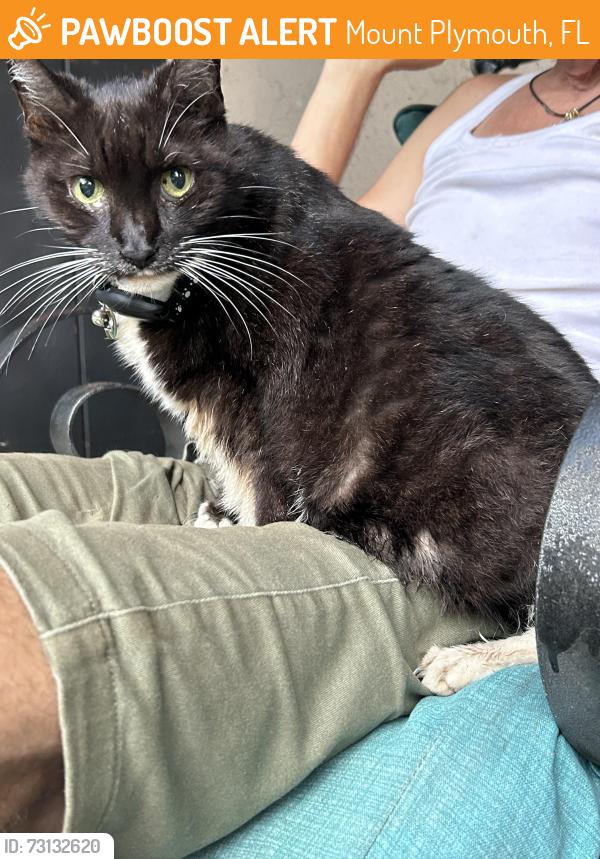 Found/Stray Female Cat last seen Niblic st sorrento, Mount Plymouth, FL 32776