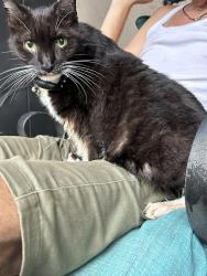 Found/Stray Female Cat last seen Niblic st sorrento, Mount Plymouth, FL 32776