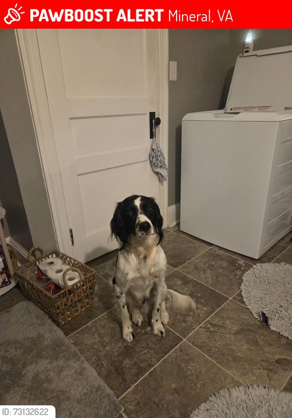 Lost Male Dog last seen Owens Creek Rd, Mineral, VA 23117