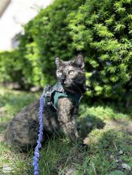 Reunited Female Cat last seen Grant’s Trail by the baseball fields, St. Louis, MO 63123