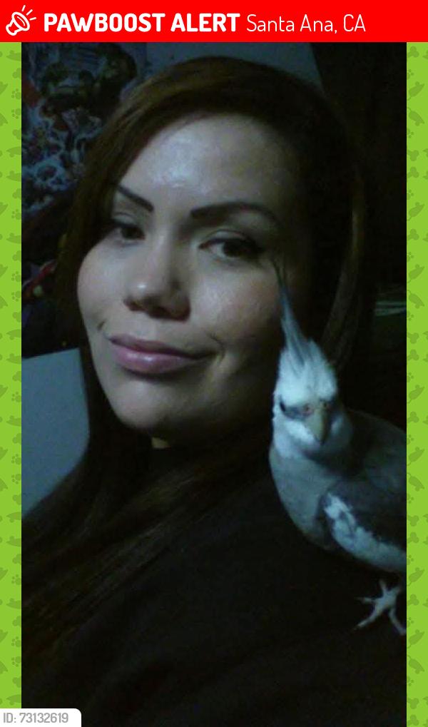 Lost Male Bird last seen Harbor and mcfadden, Santa Ana, CA 92704