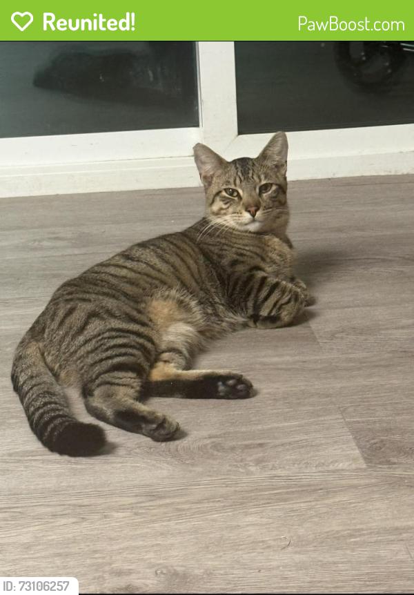 Reunited Male Cat last seen Caminito Eastbluff complex (near u 122, San Diego, CA 92037