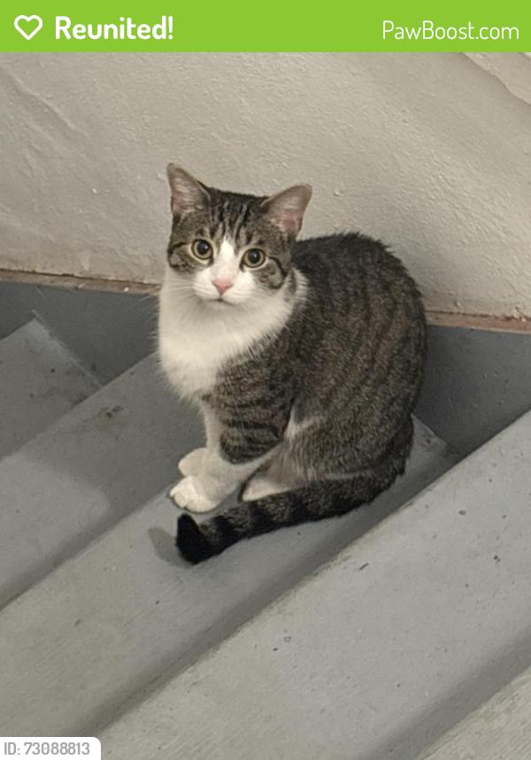 Reunited Male Cat last seen Lindbergh Ave, Menands, NY 12204