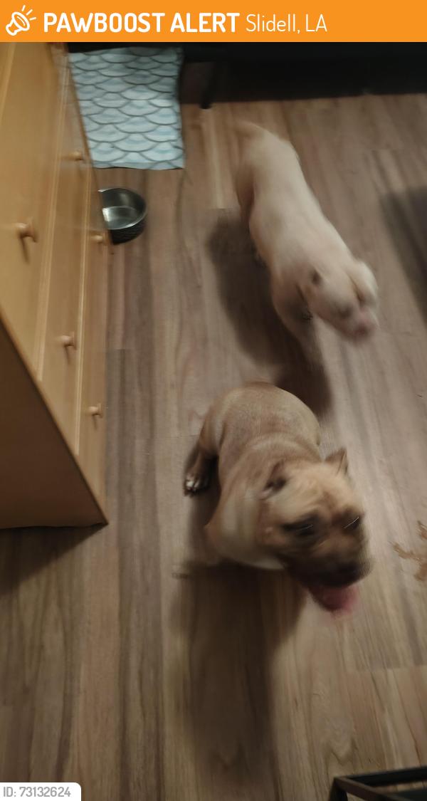 Found/Stray Male Dog last seen Bel air neighborhood, Slidell, LA 70460