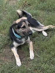 Reunited Male Dog last seen Near Sundance Trail, Aubrey, TX 76227, USA, Aubrey, TX 76227